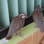 Piestājām DUS uzpildīties, satikām krāsainos benzīntanka baložus.