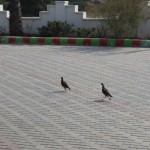 Ar visu savu bildēšanu baložus izbiedējām, tāpēc baloži strauji aizskrēja no notikuma vietas. Jā, aizskrēja. Nevis aizlidoja. Nuja, priekš kam viņiem kājas!