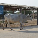 Jocīgās pakistāņu govis. Nu, droši vien ne tikai pakistāņu, visticamāk, viņas tādas visur šaipus Indas upei, bet man vienalga patīk kā viņas pielāgojušās sausajam klimatam - uz muguras uzaudzējušas tauku rezervuāru ūdens krāšanai. Labi, varbūt īstenībā tas kuprītis paredzēts kam citam (piemēram, ērtākai ratu iejūgšanai, haha), bet man radās tieši šādas asociācijas. Šis, starp citu, ir viens no mazākajiem kupriem, ko uz govīm vispār redzēju, bet lielos, izrādās, tā arī nevienu reizi neesmu nobildējis.