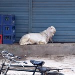 Paskaties uz šo kazu! Viņa izskatās tik priecīga! Un te var labi redzēt garās ausis - gandrīz līdz zemei nostiepušās. Diez vai kāds pakistānis saprastu, ko mēs domājam ar terminu "garausis", ja to tieši iztulkotu uz viņiem saprotamu valodu.