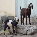 Mazās kazas! Pēdējo pāris mēnešu laikā, ko esam pavadījuši kazu valstīs, esmu atklājis, ka kazas ir vismuļķīgākie dzīvnieki no visiem! Viņām ir tik muļķīgi skatieni! Un darbības! Un viss! Un vēl tās garās ausis, ārprāts!