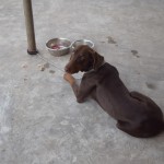 Cits kungs no Mančestras ar britiem tik raksturīgo vārdu Hasans ceļojumā līdzi paņēmis savu uzticīgo suni. Tā viņi divatā brauc milzu džipā caur visādām stānām. Nabaga sunim nepatīk dzīvot pie ķēdes uz mājas jumta, bet neko nevar darīt - citādi nočurā visus stūrus.