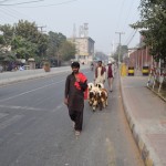 Soļojam uz māju pusi, pretī soļo vīrs ar savu aitu kolekciju. Visiem, protams, jāiet pa ielu, jo trotuārs nodalīts ar dažādām dzeloņstiepļu un betona bluķu instalācijām.