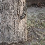 Vāverīte! Tādas arī skrien pa visurieni, kur vien tuvumā pieejams kaut viens koks. Man gan vairāk liekas, ka tas ir burunduks, jo tā svītrainā mugura, bet Karīna apgalvo, ka tā tomēr ir vāvere, un, ko gan es saprotu no grauzējiem!