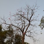 Un pa vidu visiem kriketiem aug koks bez lapām, bet ar skaistiem rozā ziediņiem!