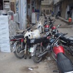 Šeit kāds starp visiem pārējiem tērauda rumakiem noparkojis arī savu gaļas mocīti! Pakistāņu kazas no mūsējām atšķiras ar drausmīgi garajām ausīm, tās tūdaļ parādīšu. Kazas te ir ļoti daudz un vazājas apkārt tā kā tādi kaķi. Tas ir - kā kaķi daudzstāvu māju, kurās dzīvo kaķofīlas tantiņas, pagalmos. Ēd kaut ko, ko kāds atmet, vai atkritumus - to te ir daudz un dažādi. Vietām pat veselām kaudzēm mētājas dārzeņu atgriezumi, īsāk sakot, kazām dzīve laba.