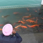 Vienā svētā baseina stūrītī ar žodziņiem ierobežota kaudzīte oranžu zivju. Ļaudis nāk tās barot un bildēt, bet īsti funkciju nesaprotu - varbūt tieši tās zivis dod sikhiem garīgumu un svētumu? haha, droši vien nē.