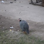 Paskat, kādas vistiņas ganās forta/fūdstrīta pagalmā! Es ceru, ka tās ir paredzētas ēšanai! Tādu skaistuli gan es gribētu noprovēt!