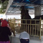 Svētā dīķa būvdarbu vadītājs Baba Buda Dži darbu veikšanas laikā esot atpūties ēnā zem šī koka. Tāpēc arī tas tiek uzskatīts par īpaši svētu un tiek pielūgts un apmētāts ar naudu.