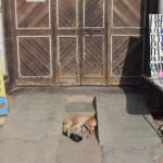 Sunītis iekārtojies visērtākajā vietā, no tām, kas viņam pieejamas.