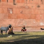 Pārsimt metru tālāk pie tā paša žoga sēž pilnīgi nesaprotams kolektīvs. Dāma ar kazu saitītē, tālāk divi dažāda vecuma kazlēni, un pa vidu - vīrs, kurš baudkāri ar zariņu baksta savas čības. Ja tev liekas, ka "baudkāri" pats piedomāju klāt, paskaties nākamo bildi.