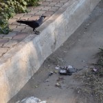 Vārna, kas ēd balodi. Nezinu, vai tas skaitās kanibālisms, jo, nu, tās taču atšķirīgas sugas. Bet tad no otras puses - mēs taču mērkaķīšus neēdam. Tāpēc izsaku vārnai nosodījumu.