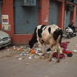 Satiekam arī mūsu pirmo svēto govi. Kā novērojām turpmāk, viņu ēdienkartē visbiežāk figurē tieši atkritumi.