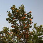 Daudz mazi, mazi apelsīniņi!