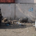 Gružus ēd ne tikai suņi un govis, bet arī cūkas! Cūkas! Šos dzīvniekus neesam redzējuši, kopš pametām kristīgo Armēniju. Pēc tam apmeklētajās Islāma Republikās (Irāna un Pakistāna) tādi zvēri, protams, nav baigi populārie.