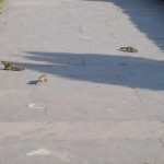 Viscaur fortam šiverējas vāverītes, ļoti, ļoti daudz vāverīšu!