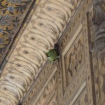 Paskat, kas vēl dzīvo Khas Mahalā! Spilgti zaļš (jā, jā, neprotu bildēt, bet garantēju, ka viņš bija spilgti zaļš) papagailis! Savvaļas papagailis pašā smaku pilsētas Deli centrā!