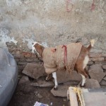 Uz sliktajiem musulmaņiem apvainojāmies un viņu mošejas vietā skatāmies kazu. Paskat, kāda kazai smuka jaciņa! Un kaza vismaz nav krāpniece! Gribu uzsvērt, ka neesam TIK skopi, un, iespējams, būtu pat attiecīgās naudiņas samaksājuši, bet viss tas veids, kā viņi cenšas naudiņas izspiest, ir man nepieņemams. Lai gan, no otras puses - mošejas mēs esam redzējuši jau simtiem, ja ne tūkstošiem, neko jau daudz tāpat garām nepalaidām.