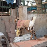 Vēl cita kaza ļoti līdzīgā, bet vēl citā jaciņā. Šī tik pūkaina izskatās! Aiztikt gan pabaidījos, kazi (hahah, re, "kazi" ir gandrīz kā "kaza") kādas slimības nabaga kaza nēsā! Ā, starp citu, mēs tā arī nekad neiepotējāmies pret holēru, un arī trešo kārtējo hepatītu poti palaidām garām, tā kā pret šādām tādām slimībām esam visai uzņēmīgi. Par šo ziņu noteikti priecāsies mana mammīte, hehe.