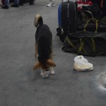 Viens no gudrākajiem, rūpīgākajiem un tīrīgākajiem Indijā redzētajiem suņiem (iespējams, arī ne tikai suņiem) - smuki no miskastes izķeksē balto maisiņu, panes bišķiņ maliņā, un ķeras pie mielošanās. Izņem no atkritumu maisiņa vienu sūdiņu, paošņā, pagrauž, noliek malā. Izņem nākamo - atkal tāpat. Ļoti audzināts suncītis!