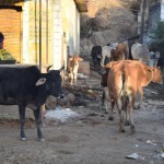 Pēc stundu ilgas kratīšanās autobusā esam klāt! Svētā pilsēta Puškara tātad. Ja jau svēta, tad jābūt arī kaudzei svēto govju, protams, un tās mūs uzreiz sagaida "autoostā". Negribu uzreiz gānīties par to, kā Puškara īstenībā nav nemaz tik svēta, kā iztaisās, tāpēc kārtējo gānīšanos atliksim uz nākamo nedēļu (varu uzreiz pateikt priekšā, ka te apstāsimies uz sešām dienām).