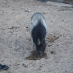 Bez svētajām govīm te ir arī svētais cūķis. Re, kā mielojas smiltīm!