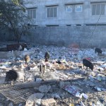 Paskaties, cik daudz svēto cūķu!!! Ja nu kādam rodas jautājums, kāpēc cūķi dzīvojas pa izgāztuvi, varu pateikt, ka šī nemaz īsti nav izgāztuve, vienkārši tukšs laukumiņš ielas malā. Indijā nav nepieciešams pārāk ilgs laiks, lai jebkura tukšā vieta pārklātos ar pārdesmit centimetru biezu atkritumu slāni.