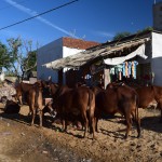 Atkal nomierinos un varu turpināt stāstu. Satikām jau iepriekš minēto Katiņu (bildē nav redzama) un viņa mūs ved uz Sarasvati templi, kurš atrodas pašā kalna galiņā, un no tā, kā runā, esot brīnumains saulrieta skats. Iesim skatīties. Nāksi?