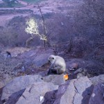 Lejā jau jākāpj pa tumsu, bet tumsas labākie draugi ir mērkaķīši, un mērkaķīši man patīk! Jau atkal atceros Gibraltāru, un tur mūs ļoti biedēja ar to, ka mērkaķīši var uzbrukt, ka mērkaķīši ir zagļi un vispār arī visādi citādi slikti cilvēki. Tāpēc es pret šiem kungiem bišķiņ izturos ar tādu piesardzību. Tomēr beigās viss kārtībā, mērkaķīšiem es esmu pilnīgi vienaldzīgs. Un, tā kā esmu potējies pret trakumsērgu, mierīgi varu līst tuvumā un bildēt!