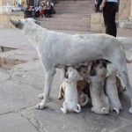 Suņu mamma ar mazajiem bērniņiem! Suņi te ir ļoti daudz, un izskatās, ka drīz būs vēl vairāk, aug jau jaunā paaudze, hehe. Suņiem te ir laba dzīvošana, pārtika ir diezgan ērti sasniedzama. Par suņu pārtiku atkal parunāsim pēc tam. Es te baigi vērpju intrigas, haha.