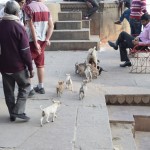 Re, re, cik daudz sadzemdējusi! Visiem pat nepietiek pupu! Kā vispār ir ar suņiem? Cik parasti kucēnu ir vienā metienā? Man kaut kā šķiet, ka te ir bišķi par daudz, nē?
