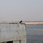 Re, re, re, pašā pilsētas centrā gozējas spilgti zils zivju dzenis! Zivju dzenis vispār neizklausās necik cienījami, latvisko nosaukumu sameklēju tikai tagad, pirms tam šo putniņu zināju tikai kā Kingfisher, un tas nu gan ir viens lepns nosaukums!