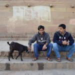 Šeit maza kaziņa neliek mieru indiešu jaunēkļiem. Novērojām šo pārīti vairākas minūtes, kaziņa, šķiet, iedomājusies, ka puikas celis ir vēl cita kaziņa, tāpēc tā pēc iespējas jānobada. Lai gan puika kaziņu stumj prom, tā neatlaidīgi nāk atpakaļ un nepārtraukti baksta ar savu bezragaino galvu celī. Haha!