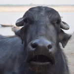 Nom nom nom nom, mmmm, līķu puķītes!