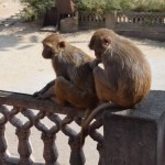 Atkal atgriežamies pie svarīgā - mērkaķīši. Visvairāk man patīk vērot, kā viņi viens otram no kažoka lasa ārā visādu drazu. Visas tās kustības ir tik cilvēciskas! Tā kā tādi mazi, spalvaini cilvēciņi!