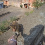 Pirms nākt uz templi, iegādājāmies kaudzīti zemesriekstu. Runā, ka mērkaķīšiem garšojot zemesrieksti. Pie reizes iemācīšu jums atšķirt jau nākamo pērtiķu sugu (iepriekšējo iemācīju iepriekšējā nedēļā, uzskatu, ka vairāk par vienu pērtiķi nedēļā nav vērts un iespējams mācīties) - šis ir rēzus makaks. Šos plaši izmanto par testa subjektiem tava jaunā šampūna un visu krēmiņu izstrādes procesā. Par ieguldīto darbu tava skaistuma kopšanā es viņu apbalvoju ar vienu zemesriekstu. Apsveicam!