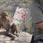 Paskat, kā šis iekārtojies! Kā viena no Leo franču meitenēm! Mācētu es zīmēt, noteikti uzzīmētu tādu pozētāju!