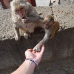 Tā kā templis iekārtojies ielejā aiz grēdas, atpakaļceļš uz pilsētu atkal prasīs ilgu laiku un pamatīgu piepūli, īpaši šajā karstumā. Tāpēc labāk laicīgi atbrīvoties no pāri palikušajiem riekstiem, lai nav jānes lieks balasts. Šī ir no retajām mammītēm, kas ļauj pamieloties arī bērnelim. Pārsvarā viņas tomēr visu grib sagrābt sev vien!