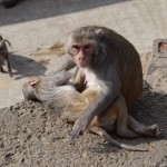 Paskat, cik šim ļauns skatiens! Es tā arī līdz galam nesapratu, ko viņš dara ar otru, guļošo mērkaķīti, bet izskatās, ka nodomi nepavisam nav labi. Ievēroji cūku attēla fonā?