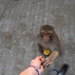 Šis kungs pavisam lietišķs. Vienā rokā ābols (kur viņš vispār dabūja ābolu?!), ar otru grābj riekstus, cik vien var sagrābt. Procesa laikā necik neizmainot sejas izteiksmi.