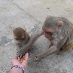 Pēdējie rieksti un pēdējie mērkaķīši. Šī ir viena no tām mammītēm, kas visu grib sev! Abas rokas jau pilnas, bet štuko, kā vēl sagrābt kaut ko, lai tikai netiktu mazajam. Labi, es jau nezinu, varbūt viņa pēc tam no saviem krājumiem pacienās arī bērneli. Lai būtu kā būdams ar mērkaķiem un riekstiem, mums laiks steigt atpakaļ uz Džaipūru un uz vilcienu.