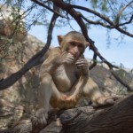 Šo mazo ķēmu arī pabarojām. Vispār mums kopā bija kādi simt piecdesmit rieksti, tāpēc barojām daudz! Mērkaķīši jau tik ļoti pieraduši pie tūristiem, ka nebēg it nemaz, bet nav arī tik nepieklājīgi, kā novērots citās mērkaķu vietās - somas gluži zagt nemēģina.