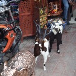 Tā, esam atpakaļ savā Pahar Ganj jeb bazāra rajonā, un, esot šeit, lai gan tās principā ir tikai divas ielas, katru reizi pamanu kaut ko jaunu - piemēram, šādus skaistus dzīvnieku (kazu?) izbāzeņus. Nopērc un ved mājās! Uz parasto tūristu argumentu "Man nav somā vietas", protams, uzreiz ir atbilde - mēs nosūtīsim pa pastu. Tu spēj iedomāties tūristu/cilvēku, kurš nopērk izbāztu kazu (man ir aizdomas, ka tas pat nav īsts izbāzenis) un nosūta to sev pa pastu uz mājām?