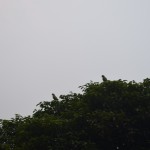 Skaisti zaļi putniņi! Tie gan jāiedomājas pašam, jo šajā bildē var redzēt tikai kaut ko attāli putna siluetam līdzīgu, kas drīzāk izskatās pēc koka lapu apendiksiem. Bet es lieku galvu ķīlā, ka tie putniņi ir pavisam spilgti un zaļi! Tādi, ko mūspusē liek būrīšos un tirgo zooveikalos. Nevarēju taču nepadalīties!