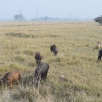 Lai gan Pobitoras rezervāts visvairāk ir pazīstams tieši ar saviem degunradžiem, te ir vēl kaudzēm citu dzīvnieku - piemēram, te var redzēt dažus savvaļas ūdens bifeļus. Citreiz tos sauc arī par Āzijas savvaļas bifeļiem. Šādi te visā pasaulē ir palikuši vairs tikai nedaudz vairāk nekā trīs tūkstoši, un ap 90% no tiem dzīvo Asamas štatā, tātad šeit!