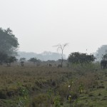 Re, kas te nāk! Zilonītis! Vēl bez degunradžiem, ūdens bifeļiem un zilonīšiem, te dzīvo visādas mežacūkas, rejošie brieži (latviski varbūt Rūzvelta briedis?), kaudzēm visādu reptiļu un 375 dažādas putnu sugas!