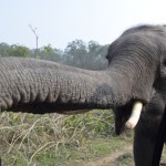 Zilonītis mīļums, nāk draudzēties! Atceries, iepriekš rādīju banānus, ko došu degunradžiem? Visus izbarojām zilonītim! Lai tie degunradži paši atrod savējos! Zilonītis vismaz atnāk padraudzēties!