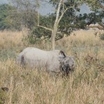Reku degunradzītis! Šis gan tuvāk nenāk, kaut ko baigi košļā un skatās uz mums tā, it kā mēs būtu idioti. Mūsu šoferis piestāj uz pāris minūtēm, reindžers parāda, re, re, rekur ir, bildējiet, un tad atkal brauc tālāk. Vispār reindžers angliski nerunāja it nemaz, tik vien kā prata nosaukt dzīvnieku nosaukumus un puses (tā kā kreiso un labo). Look left, Rhino. Look right, buffalo. Tā apmēram.