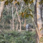 Reku vēl viens. Bet tas arī viss. Vairāk nevienu tik tuvu neredzējām.