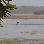 Zivju dzenis! Vispār šim krāsainajam mīļumam tāds nosaukums galīgi nepiestāv. Vēl jo vairāk tāpēc, ka viņš ir pupuķu dzimtas putns. Būtu vismaz kaut kāds zivju klauns vai krāsiņu dzenis, nejau zivju dzenis. Zivju dzenis izklausās pēc garlaicīga, pelēka putna, kas to vien dara, kā ķer zivis un kaļ kokos caurumus. Kamēr šis skaistulis visu laiku ballējas, caurumus vispār nekaļ un ar zivīm tikai dejo meža diskotēkās, nevis ķer tās ezerā.